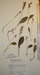 Platanthera obtusata