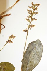 Platanthera obtusata