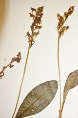 Platanthera obtusata