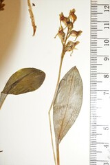 Platanthera obtusata