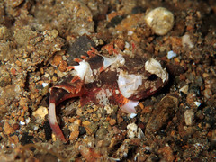 Richardsonichthys leucogaster