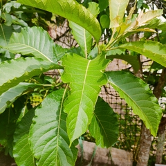 Melicytus ramiflorus