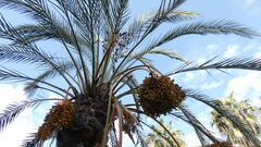 Phoenix dactylifera