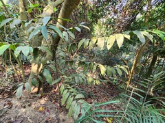 Diospyros blancoi