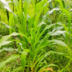 Zea mays