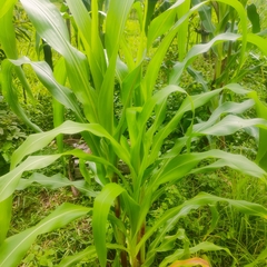 Zea mays