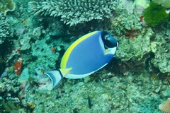Acanthurus leucosternon