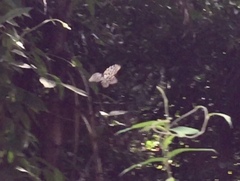 Idea lynceus lynceus