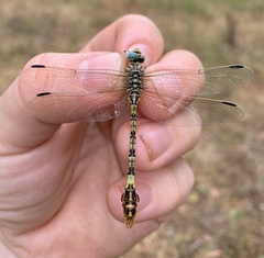 Crenigomphus hartmanni