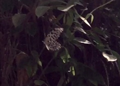 Idea lynceus lynceus