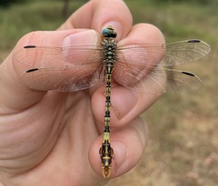 Crenigomphus hartmanni
