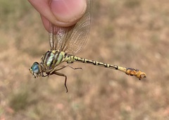Crenigomphus hartmanni