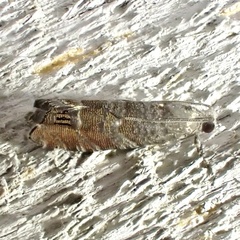 Sereda tautana
