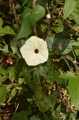 Ipomoea obscura