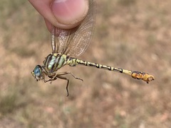 Crenigomphus hartmanni