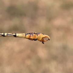 Crenigomphus hartmanni