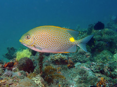 Siganus guttatus