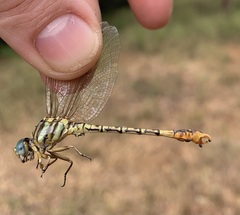 Crenigomphus hartmanni