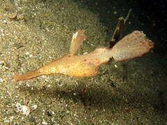 Solenostomus cyanopterus