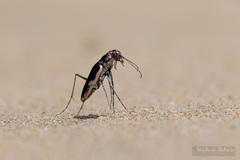 Hypaetha biramosa