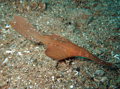 Solenostomus cyanopterus