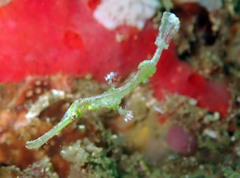 Solenostomus halimeda