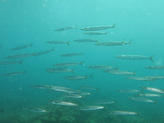 Sphyraena flavicauda