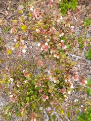 Vaccinium myrsinites