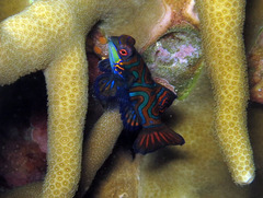 Synchiropus splendidus