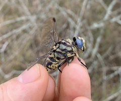 Ictinogomphus ferox