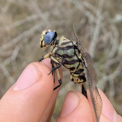 Ictinogomphus ferox