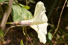 Ipomoea obscura