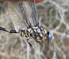 Ictinogomphus ferox