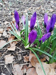 Crocus vernus