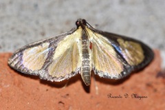 Hyalea dividalis