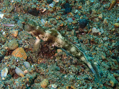 Tomiyamichthys oni