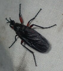 Bibio femoratus