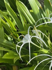 Hymenocallis littoralis