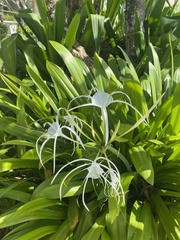 Hymenocallis littoralis
