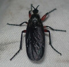 Bibio femoratus