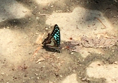 Graphium doson evemonides