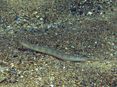 Trichonotus halstead