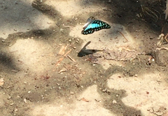 Graphium doson evemonides