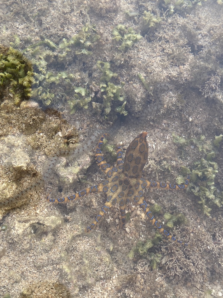 Greater blue-ringed octopus