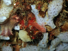 Trimma flavicaudatum