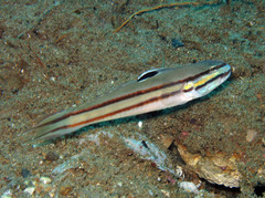 Valenciennea helsdingenii