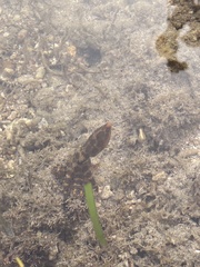 Hapalochlaena lunulata