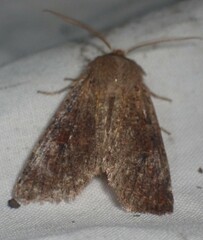 Orthosia rubescens