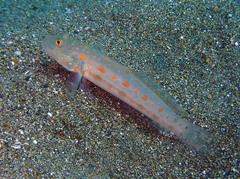 Valenciennea puellaris