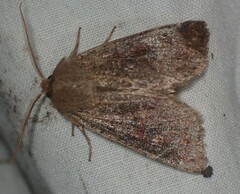 Orthosia rubescens